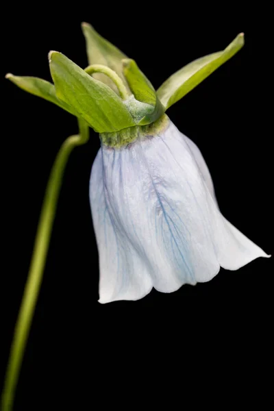 Cloche Bleue Sur Fond Noir — Photo