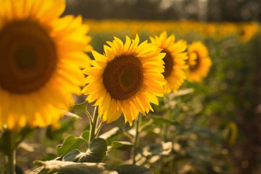 Tarlada ayçiçekleri