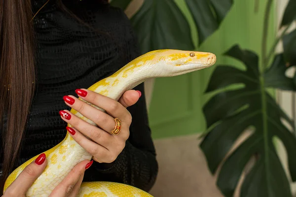 Snake Crawled Photo Shoot Girl — Stock Photo, Image