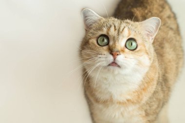 cat pords golden brit furry friend clipart