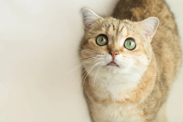Kedi altın ingiliz tüylü arkadaşını gözlüyor