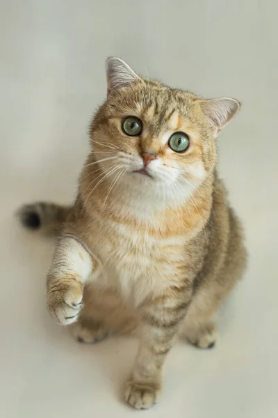 Кошка Портит Золотистый Британский Пушистый Друг — стоковое фото