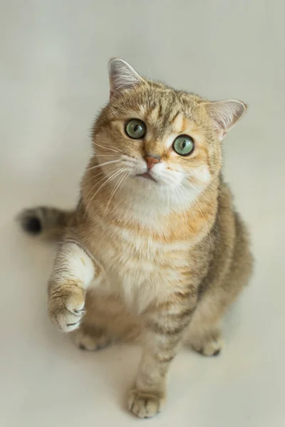 Gato Pords Dourado Britânico Peludo Amigo — Fotografia de Stock