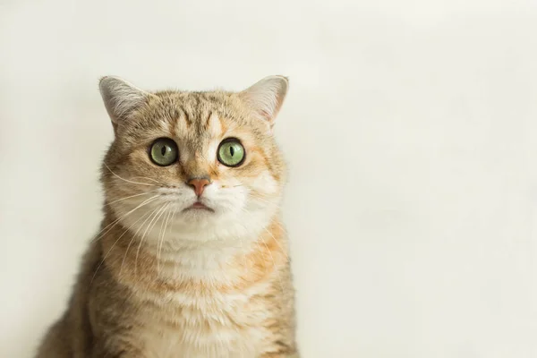 Kedi altın ingiliz tüylü arkadaşını gözlüyor