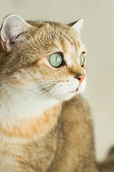 Kočka Pords Zlatý Brit Chlupatý Přítel — Stock fotografie