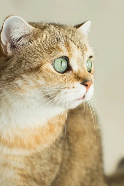 Kedi altın ingiliz tüylü arkadaşını gözlüyor
