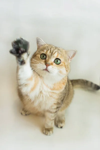 Kedi altın ingiliz tüylü arkadaşını gözlüyor