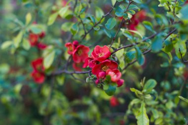 Baharda sabah bahçesi ılık hava