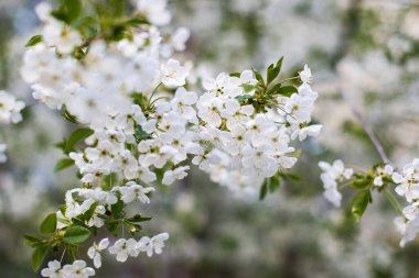 Baharda sabah bahçesi ılık hava