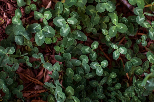 Vår Skog Grön Äng Med Blommor — Stockfoto