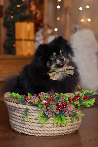 Spitz köpekleri çocuklar için iyi arkadaştır.