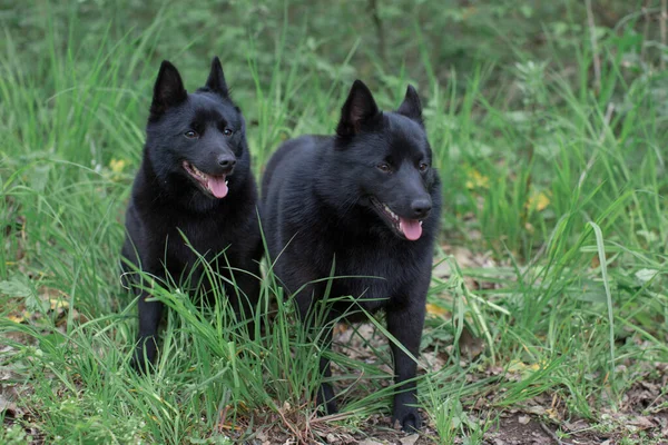 Bahar ormanında köpek yürüyüşü
