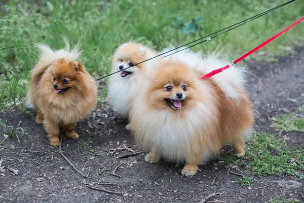 Bahar ormanında köpek yürüyüşü