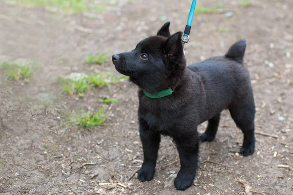 Bahar ormanında köpek yürüyüşü