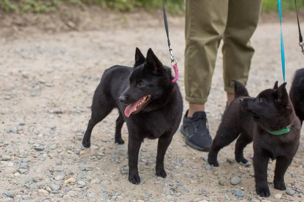 Bahar ormanında köpek yürüyüşü