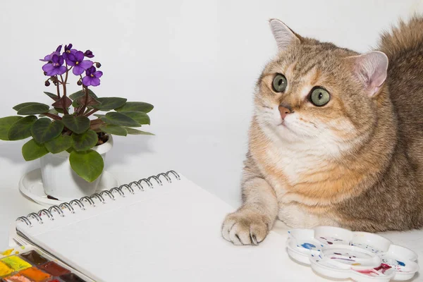 Kat Met Bloemen Een Witte Achtergrond — Stockfoto