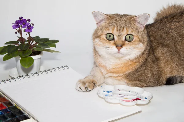 Kat Met Bloemen Een Witte Achtergrond — Stockfoto