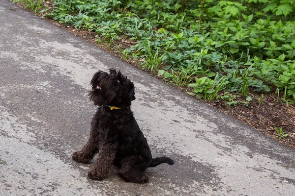 Küçük siyah köpek parkta oynuyor.