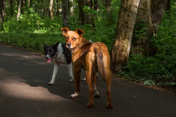 Sokak köpekleri parkta yürür.