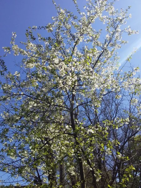 Весна Пора Року Коли Цвітуть Дерева — стокове фото