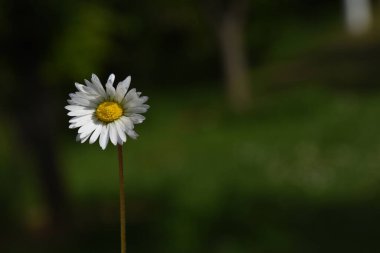 Güneşli bir günde, yeşil bulanık bir arka planı olan güzel papatya.