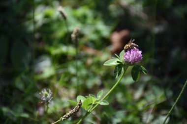 Mor yonca çiçekli arı güneşli bir günde doğada