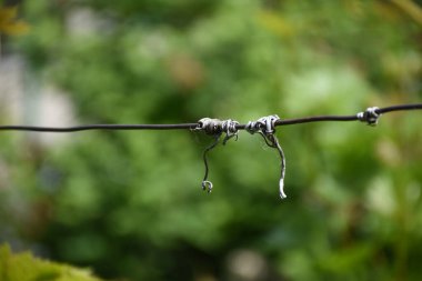 Üzüm tellerine yakın dur.