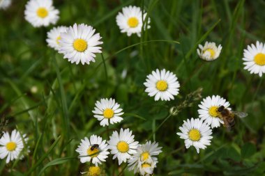 Arı odaklı papatyaları kapatın