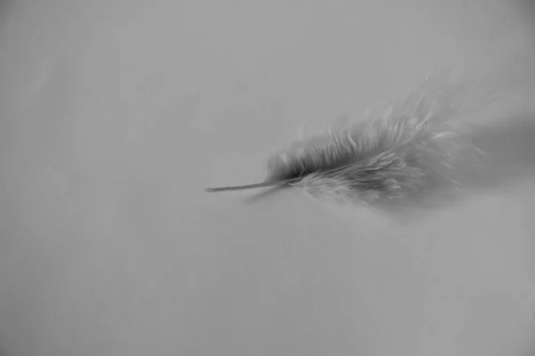 Lonely Gentle Gray Feather White Background — Stock Photo, Image