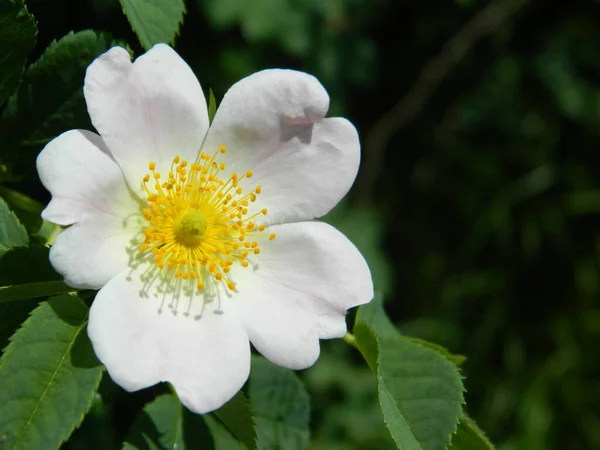 Weiße Blume Garten — Stockfoto