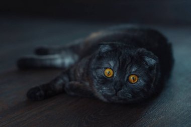 Yerde yatan siyah bir kedinin portresi 