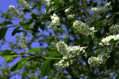 Çerçevenin ortasında beyaz çiçeklerle çiçek açan bir kiraz ağacı ve çerçevenin ortasındaki dallardan birinde beyaz-yeşil kanatlı bir kelebek oturuyor..