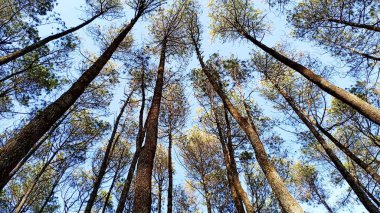 Çam ağaçları patladı.