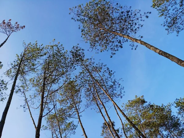 Dağdaki bir tepenin doğal görüntüsü, bir çam tarlasının üzerinden geçiyor.