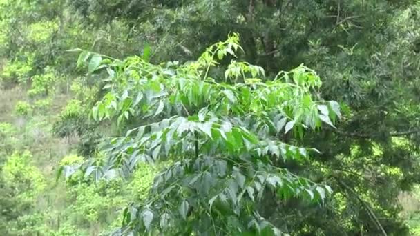 le paysage naturel des plantations de thé vert est vraiment magnifique en vue  