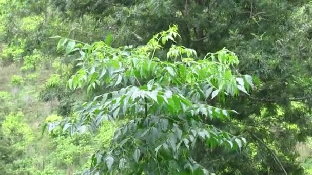 Pemandangan Alam Kebun Teh Hijau Benar Benar Indah Dalam Pandangan — Stok Video