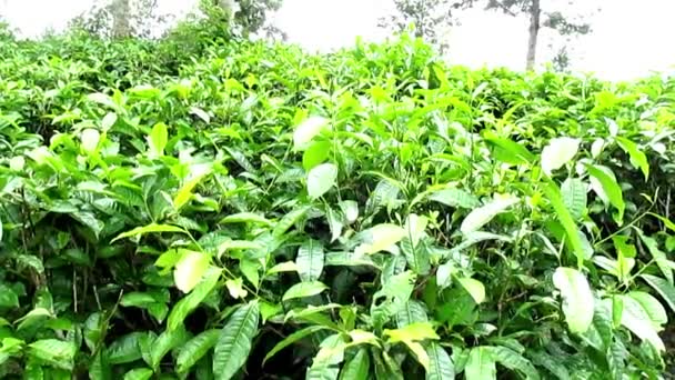 Pemandangan Alam Kebun Teh Hijau Benar Benar Indah Dalam Pandangan — Stok Video