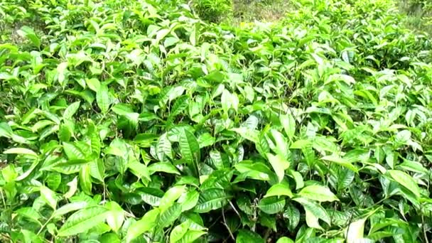 緑の茶畑の自然景観は本当に美しい — ストック動画