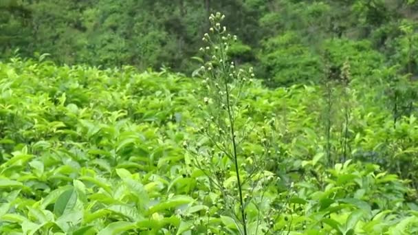 Természetes Táj Zöld Tea Ültetvények Valóban Gyönyörű — Stock videók