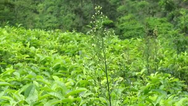 Paisagem Natural Plantações Chá Verde Verdadeiramente Bonito — Vídeo de Stock