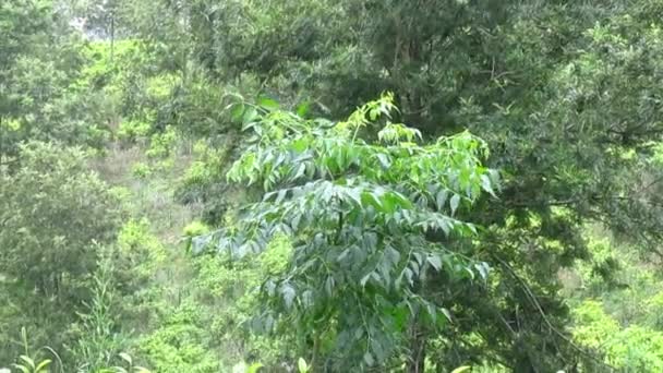 Pemandangan Alam Kebun Teh Hijau Benar Benar Indah — Stok Video