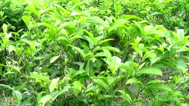 Paisagem Natural Plantações Chá Verde Verdadeiramente Bonito — Vídeo de Stock