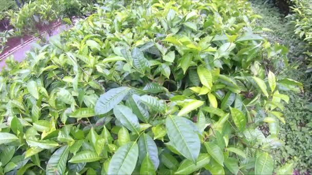 Natural Scenery Green Tea Plantations Truly Beautiful — Stock Video