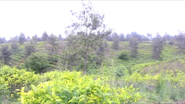 Natural Scenery Green Tea Plantations Truly Beautiful — Stock Video