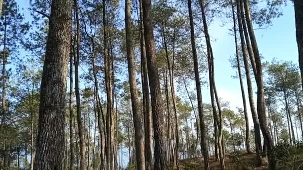 Piękny Krajobraz Naturalny Wzgórzu Cikuray Sosnami — Wideo stockowe