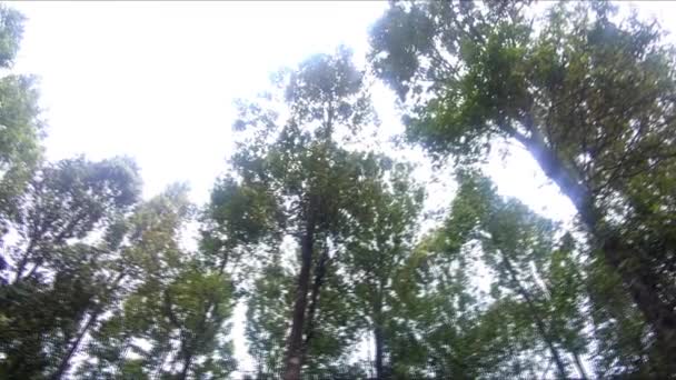 Piękny Krajobraz Naturalny Wzgórzu Cikuray Sosnami — Wideo stockowe