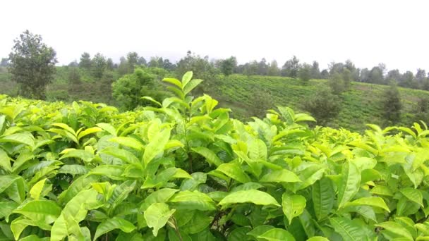 Natural Scenery Green Tea Plantations Truly Beautiful — Stock Video