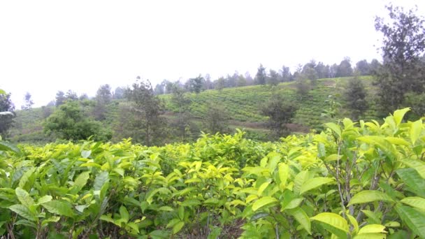 Natural Scenery Green Tea Plantations Truly Beautiful — Stock Video