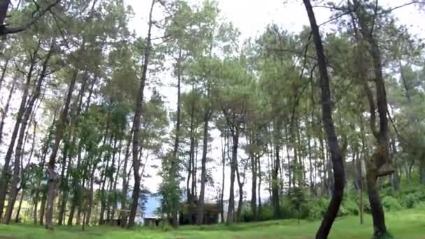 Vysoké Malebné Zasněžené Borovice Klidném Lese Zimním Dni Vyvýšený Výhled — Stock video