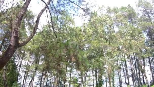 山上美丽的自然景观看上去高高在上 大树随风飘扬 — 图库视频影像